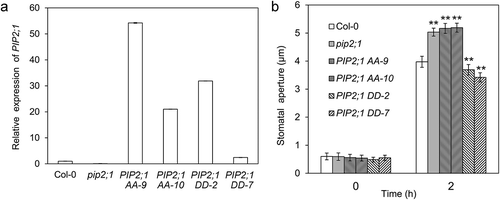 Figure 2. Phosphorylation at Ser-280 and Ser-283 of PIP2;1 is responsible for the negative role of PIP2;1 in white light-induced stomatal opening. (a) The expression level of PIP2;1 (AA or DD forms) in the corresponding lines. (b) Stomatal apertures of PIP2;1 AA and PIP2;1 DD lines with 2 h of white light illumination (**, p < 0.01).