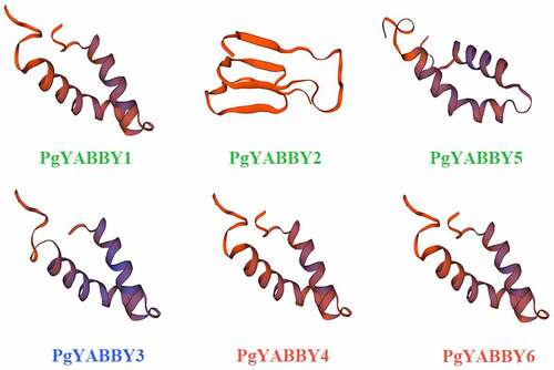 Figure 1. Tertiary structure analysis of YABBY proteins.