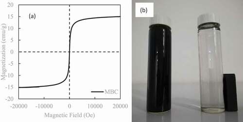 Figure 3. (a) Magnetization curve of MCS at room temperature. (b) The photo of the MCS adsorbed on the magnet