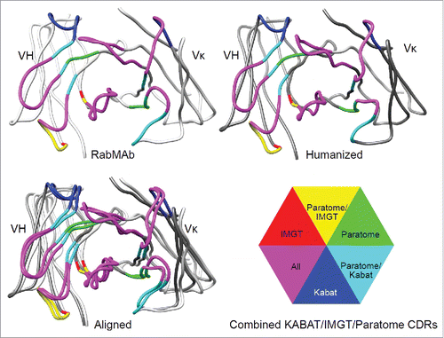 Figure 4. Humanization of RabMAbs via grafting combined Kabat/IMGT/Paratome CDRs. The YP218 RabMAb and its humanized antibody (hYP218) structures were modeled by I-TASSER, aligned by Dali pairwise comparison, and visualized by Chimera.