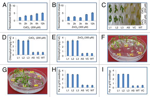 Figure 1. Response of OsSUV3 transgenic plants to heavy metal stress. Quantitative real-time PCR analysis of OsSUV3 under different abiotic stress conditions (A) 200 µM CdCl2 (B) 300 µM ZnCl2. Total RNA isolation was done from leaf samples collected at different time intervals (viz. One h, 2 h, 3 h, 6 h, 12 h). Bars indicate the standard error (± SE) calculated from three independent experiments. (C) Leaf disk senescence assay of OsSUV3 transgenic rice plants along with antisense (AS), vector control (VC) and wild-type (WT) in presence of 200 µM CdCl2 and 300 µM ZnCl2. (D) Estimation of total chlorophyll content of OsSUV3 transgenic plants along with AS, VC and WT plants after CdCl2 stress. (E) Estimation of total chlorophyll content of OsSUV3 transgenic plants after ZnCl2 stress. (F) Germination test of T2 SUV3 transgenic AS, VC and WT seeds in MS plate supplemented with 200 µM CdCl2. (G) Germination of T2 SUV3 transgenic seeds after 300 µM ZnCl2. (H) Fresh weight per 10 seedlings from MS plate supplemented with 200 µM CdCl2. (I) Fresh weight per 10 seedlings from MS plate supplemented with 300 µM ZnCl2.