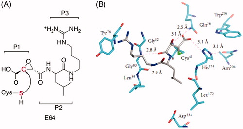 Figure 1. (a) Molecular structure of epoxysuccinate E64 with indicated P1, P2, and P3 positions. (b) 3D depiction of E64 interactions with the FP-2 active site residues involving residues that occupy S1, S2, and S3 pockets of the active siteCitation15.