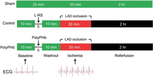 Figure 1. The experimental protocol of this study. Representative ECGs at baseline and LAD occlusion are shown at the bottom. ECG: electrocardiogram; LAD: left anterior descending coronary artery; L-RS: Lactated Ringer's solution; PolyPHb: polymerized human placenta hemoglobin.