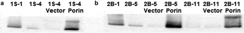 Figure 6. (a) Porin protein expression of porin complemented 1S–4 strain. Western blot with anti-Porin (MspA) antibody were performed on isolates 1S–1, 1S–4, and 1S–4 complemented with porin locus or vector control. (b) Porin protein expression of porin complemented 2B–5 and 2B-11strains Western blot with anti-Porin (MspA) antibody were performed on isolates 2B–1, 2B–5, 2B–11, and 2B–5 and 2B–11 complemented with the porin locus or vector control.