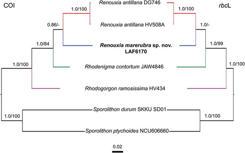 Fig. 7. Phylogeny of the genus Renouxia, including R. marerubra sp. nov. (indicated in bold) based on Bayesian inference analyses of COI sequences (left) and rbcL sequences (right). Bayesian inference posterior probabilities (PP) and Maximum likelihood bootstrap (BS) presented as ‘PP/BS’ near branches ('-' indicates BS below 80). Scale bar indicates number of substitutions per site. The other ingroup taxa are members of the Rhodogorgonales and the outgroup taxa are members of the Sporolithales.