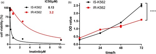 Figure 1. IR-K562 cells survive and proliferate in TKI. (A) a CCK-8 assays in IS-K562, IR-K562 treated with imatinib for 48 h. (B) a CCK-8 assays in IS-K562, IR-K562 at 0, 24, 48, 72 h.