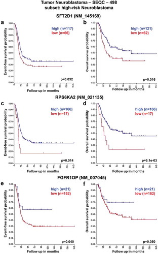 Figure 2. Neuroblastoma high-risk patient outcomes based on SFT2D1, RPS6KA2, and FGFR1OP gene expression using the neuroblastoma SEQC-498 patient datasets. Kaplan–Meier analyses and comparison of SFT2D1, RPS6KA2, and FGFR1OP expression with outcome. HR-NB patients were divided into high (blue) and low (red) gene expression groups, with patient numbers in parentheses. (a) Event-free survival (Expression cutoff: 7.931, min.grp = 8), and (b) overall survival (Expression cutoff: 7.840, min.grp = 8) curves for SFT2D1 gene expression are shown. (c) Event-free survival (Expression cutoff: 25.386, min.grp = 8), and (d) overall survival (Expression cutoff: 25.386, min.grp = 8) curves for RPS6KA2 gene expression are shown. (e) Event-free survival (Expression cutoff: 17.599, min.grp = 8), and (f) overall survival (Expression cutoff: 17.484, min.grp = 8) curves for FGFR1OP gene expression are shown.