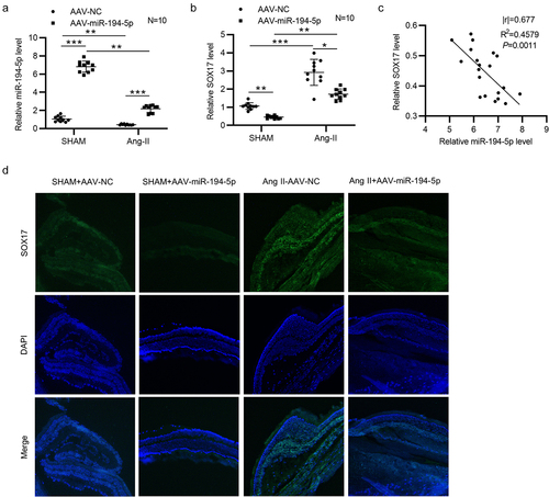 Figure 7. MiR-194-5p negatively regulates SOX17 in Ang-II-treated mice. (a-b) the expression of miR-194-5p and SOX17 in retinal tissues of sham-operated mice (n = 10 mice/group) and Ang-II-treated mice (n = 10 mice/group) after injection with AAV-NC or AAV-miR-194-5p was detected by RT-qPCR. (c) Correlation between miR-194-5p expression and SOX17 expression in retinal tissues of Ang-II-treated mice (n = 20) was analyzed by Pearson correlation analysis. (d) Fluorescence in situ hybridization (FISH) was performed to determine the in situ expression of SOX17 in retinal tissues of mice with or without Ang-II after injection of AAV-NC or AAV-miR-194-5p. *p <0.05, ** p <0.01, *** p <0.001.