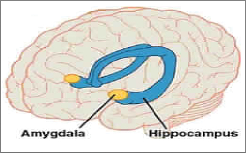 Figure 19. The shape of the hippocampus responsible for preserving memory in the brain.