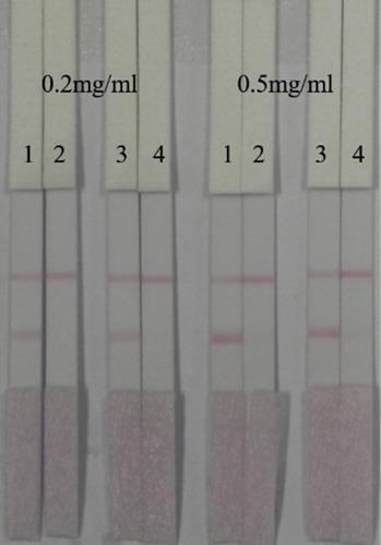 Figure 7. Optimized the amount of gold-labeled antibody 5D1 and concentration. The amount of gold-labeled antibody of Pad 1 and Pad 2 was 8 µg/mL, and Pad 3 and Pad 4 was 10 µg/mL.