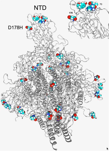 Figure 4. Structural location of the D178H and other spike protein mutations in the B.1.1.7 lineage. D178H is in close proximity to other amino acids in the NTD that are affected in the B.1.1.7 lineage, HV69-70del and Y144/Y145del (top right).