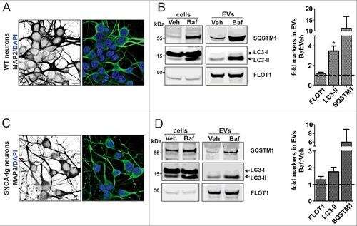 Figure 6. Increased autophagosome features in neuronal EVs under ALP inhibition. (A, C) ICC analysis of the neuronal marker MAP2 in WT and SNCA-tg neuronal cultures. (B, D) After application of 20 nM Baf, the lysate (cells) and corresponding EVs (equal volumes) were analyzed on the same WB. Note that in EVs, the ALP markers LC3-II and SQSTM1 are identified in both the Veh and 20 nM Baf condition. The quantification shows that these proteins are increased by Baf:Veh (dotted line) (*p = 0.038, N = 3, one sample t test). Levels of FLOT1 were not significantly altered (p>0.05, N = 3, one sample t test). The accumulation of LC3-II and SQSTM1 in the corresponding lysate confirmed ALP inhibition in both cell populations.