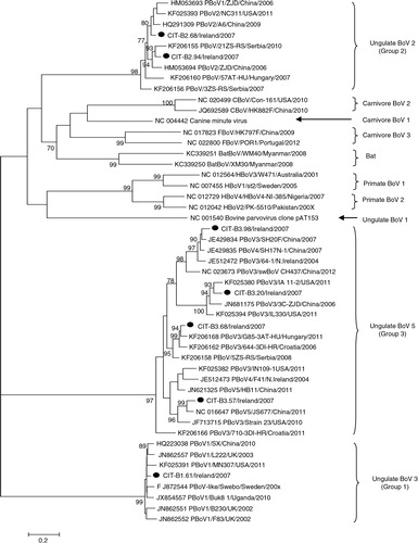Fig. 2.  Maximum likelihood phylogeny of porcine bocavirus, including human and animals isolates. Isolates from this study are indicated with a filled circle ().