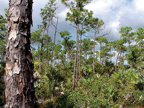 Figure 8. Pinelands occurring in the Lower Florida Keys (Lopez Citation2001)