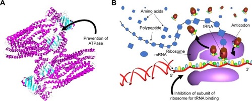 Figure 3 Nanosized gold exhibits antibacterial properties from prevention of ATPase and tRNA binding.Notes: The antibacterial activities of AuNPs are believed to proceed mainly in the two following ways: (A) a change in the membrane potential and a prevention of ATPase activities leading to a decline in cellular metabolism and (B) the subunit of the ribosome for tRNA binding is inhibited leading to a collapse in biological processes.