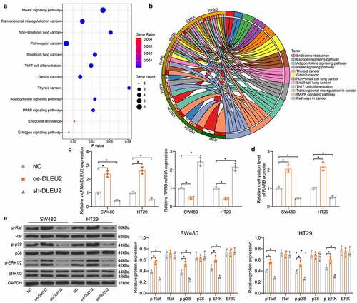 Figure 5. DLEU2 activates the MAPK-signaling pathway via enhancing RARB promoter methylation. (a-b) target genes of RARB showing an over 0.5 correlation coefficient with RARB and the KEGG pathway analysis based on these genes; (c) RARB expression in cells after oe-DLEU2 or sh-DLEU2 transfections detected by RT-qPCR (two-way ANOVA) (DLEU2: SW480: oe-DLEU2 vs. NC: p < 0.0001; sh-DLEU2 vs. NC: p = 0.0025; HT29: oe-DLEU2 vs. NC: p < 0.0001; sh-DLEU2 vs. NC. p = 0.0087; RARB: SW480: oe-DLEU2 vs. NC: p = 0.0024, sh-DLEU2 vs. NC: p < 0.0001; HT29: oe-DLEU2 vs. NC: p = 0.001, sh-DLEU2 vs. NC: p < 0.0001); (d) methylation level in the RARB promoter examined by qMSP (two-way ANOVA) (SW480: oe-DLEU2 vs. NC: p < 0.0001, sh-DLEU2 vs. NC p = 0.0013; HT29: oe-DLEU2 vs. NC p < 0.0001, sh-DLEU2 vs. NC: p = 0.0033); (e) phosphorylation and protein levels of Raf, p38, and ERK in CRC cells determined by immunoblot analysis (two-way ANOVA) (see p values in Table 3). Repetition = 3.