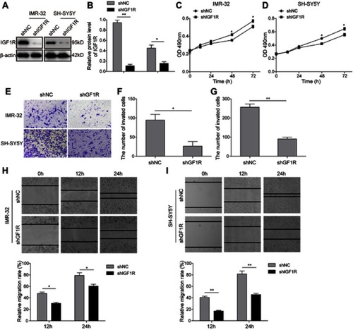 Figure 2 Knockdown of IGF1R inhibits NB cell tumourigenesis. (A and B) IGF1R expression levels in IMR-32 (A) and SH-SY5Y (B) cells transfected with IGF1R shRNA and detected by Western blot. (C and D) Effect of IGF1R on IMR-32 (C) and SH-SY5Y (D) proliferation determined by MTT assay. (E–G) NB cell invasion determined by Transwell assay. (H and I) NB cell migration determined by wound healing assay. *P<0.05, **P<0.01 vs shNC group. All data are shown as the mean±SD based on three independent experiments.Abbreviations: NB, neuroblastoma; IGF1R, insulin-like growth factor 1 receptor.