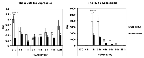 Figure 2. Daxx-dependent expression of CEN/periCEN upon HS and recovery. RNA was purified from control-(CTL) and Daxx-depleted HEp2 cells at 37°C, immediately after HS at 42°C for 1 h or after recovery at 37°C for 1–12 h; qPCR analysis of α-satellite repeats transcripts (CEN, left) and HS3-9 transcripts (periCEN, right). Transcript levels were normalized to GAPDH expression levels. Bars represent the mean between replicates (mean ± SD).