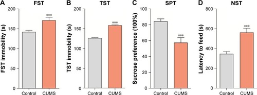 Figure 1 CUMS leads the mice to express depression-like behaviors. Mice were subjected to the adaptation for a week, the CUMS for 4 weeks. (A) The values of immobile time in the FST were 170.68±1.28 seconds in CUMS-treated mice (n=12) and 141.60±1.8 seconds in controls (P<0.01). (B) The values of immobile time in the TST were 158.18±1.79 seconds in CUMS-treated mice and 124.94±0.86 seconds in controls (P<0.001). (C) The SPT values were 57.22%±1.9% in CUMS-treated mice (n=12) and 84.23%±0.92% in control mice (P<0.001). (D) The latency to eat food is 560.55±12.25 seconds in CUMS-treated mice and 344.58±7.22 in controls (P<0.001). The results are expressed as mean ± SEM. n=12 per group, ***P<0.001 compared with control.
