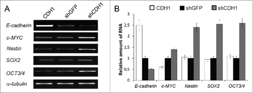 Figure 3. Effect of E-cadherin expression alterations on the pluripotency genes expression. (A) The result of one of the representative End-point PCR experiments. α-tubulin mRNA was analyzed as loading control. (B) Relative quantities of mRNAs estimated by Real-time qPCR. α-tubulin gene was used for data normalization (Mean ± SD).
