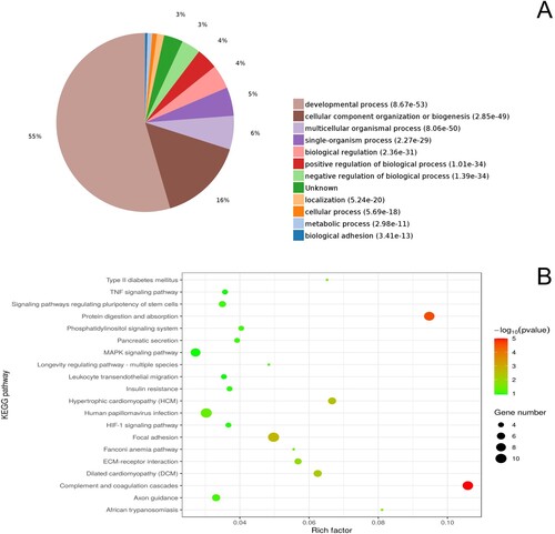 Figure 4. GO functional enrichment analysis (A) and KEGG pathway enrichment analysis (B) of differentially expressed proteins between the wild and long-term captive groups.