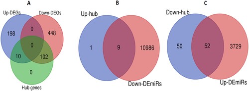 Figure 2. Differentially expressed hub genes were targeted by DEmiRs. A. Identification of upregulated and downregulated hub genes. B. The upregulated 9 hub genes interact with downregulated DEmiRs. C. The downregulated 52 hub genes interact with upregulated DEmiRs.