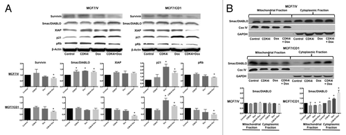 Figure 4. Survivin expression decreases upon treatment with CDK4 inhibitor and doxorubicin alone or in combination. (A) MCF7/V and MCF7/CD1 cells were treated with DMSO, 400 nM CDK4i, 30 nM doxorubicin, or combination treatment for 48 h. Protein was extracted, followed by immunoblotting with survivin, XIAP, Smac/DIABLO, p21, pRb, and β-Actin antibodies. (C) MCF7/V and MCF7/CD1 cells were treated with DMSO, 400 nM CDK4i, 30 nM doxorubicin, or combination treatment for 48 h. Mitochondrial and cytoplasmic fractions were isolated, followed by immunoblotting with Smac/DIABLO, Cox IV, and GAPDH antibodies. Experiments were repeated 3 times and representative results are shown. * indicates P < 0.05.