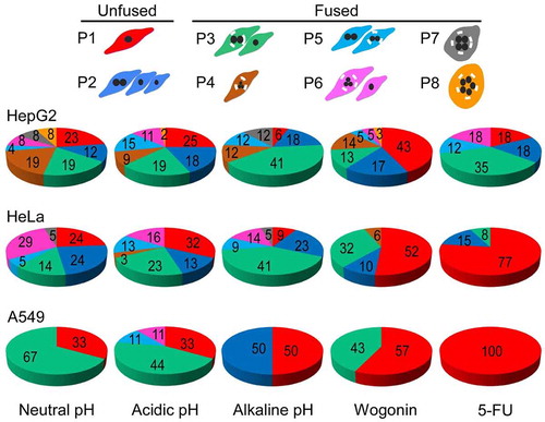 Figure 4. DNV patterns produced under different treatment conditions. HepG2, HeLa and A549 were treated with neutral, acidic or alkaline pH, or with either wogonin or 5-FU for 24 hours. The color-coded pie charts show the percentages of nucleate patterns P1-P8 under varied treatment conditions, respectively. See numerical percentages in Supplementary Table 2 and Supplementary Figure 23