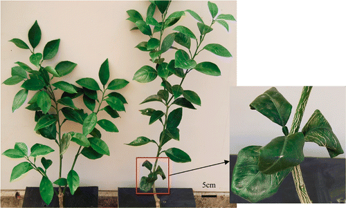 Figure 1. Performance of “Newhall” navel orange plants grafted on trifoliate orange and citrange at the treatment B0 (no boron) after 117 days. Left: citrange, right: trifoliate orange.
