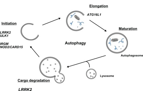 Figure 1 Genes of the autophagy pathway implicated in Crohn’s disease susceptibility.