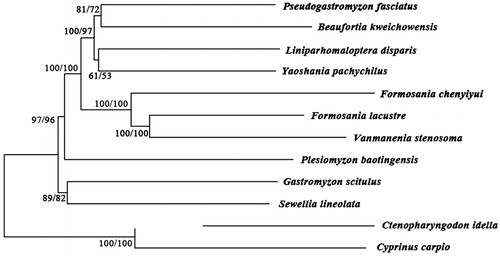 Figure 1. Phylogenetic tree of family Gastromyzontidae with Ctenopharyngodon idella and Cyprinus carpio as an outgroup. The topology of phylogenetic tree was inferred from neighbour-joining and maximum-likelihood methods. Tree topology was evaluated by 1000 boot-strap replicates. Bootstrap supports for each analysis are indicated at the nodes, with NJ on the left and ML on the right.