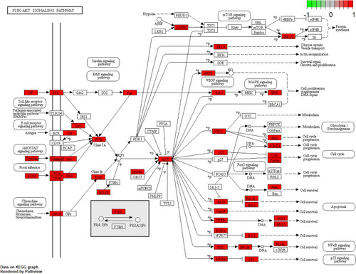 Figure 9 PI3K/AKT signaling pathway map. Nodes in red represent HHS-UC-related genes.