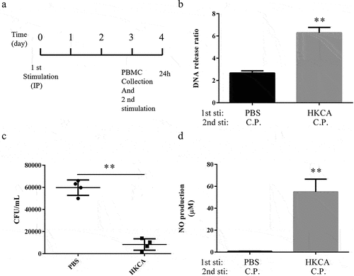 Figure 4. HK-C. albicans leads to trained memory of ETs in chicken PBMC. a) Chronogram of the chicken PBMC experiment. the chickens have been injected IP with 1 × 106 CFU heat-killed C. albicans in 100 μL before the collection of PBMCs. Adherent cells were second stimulated with Clostridium perfringens or PBS vehicle at the designed time points. b) the release of extracellular DNA from HK-C. albicans-primed PBMCs was detected by SYTOX Green 3 h post-stimulation with the Clostridium perfringens (MOI = 5) or not. PBMCs incubated without C perfringens were used as control, assumed 1. Results are shown as fold increase relative to cells without C. perfringens. c) the killing ability of PBMCs. The extracellular bacteria of PBMC 3 h post C. perfringens (MOI = 5) infection was assessed by plated on a BHI agar plate. d) PBMCs nitric oxide (NO) production. Non-primed and HK-C. albicans primed PBMCs infected with C. perfringens (MOI = 10), 24 h post-infection, the cell culture supernatants were collected and nitric oxide was measured by Griess reaction. PBMCs incubated without C perfringens were used as a control (data not shown).