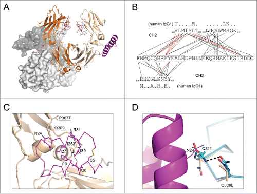 Figure 3. Structural basis of altered protein A binding by IgG2b variants. (A) Fc and Z34C are shown in cartoon with I253D-containing chain colored orange; P307T, Q309L-containing chain colored wheat; Z34C colored magenta. N297 linked glycans are shown in stick (light grey). The crystallographically related Fc dimer that blocks the equivalent Z34C binding site on the I235D chain is shown in light and dark grey surface. (B) Contact map for Z34C bound to heterodimeric Fc. Lines drawn between Z34C sequence (middle) and sequences from mouse IgG2b CH2 (top) and CH3 (bottom) domains indicate interatomic contacts (5 Å cutoff). Red lines indicate contacts that involve only Fc main chain atoms. For comparison, the human IgG1 sequence is shown above and below CH2 and CH3 domain sequences, respectively, with dots indicating sequence identity. (C) P307T, Q309L -containing chain of heterodimeric Fc shown in cartoon and colored wheat. Residues P307T, Q309L, and I253 was shown in stick (labeled, underlined). Z34C (magenta) was shown in ribbon with select residues shown in stick, and those within 5 Å of Fc residues I253 and Q309L were labeled. (d) CH2 domains (ribbon) from chain A (blue) and chain B (cyan) of PBD 2RGS are shown aligned that of the P307T, Q309L chain of mouse IgG2b from the present work. The side chain of N24 (line) from Z34C (pink cartoon) as well as the side chains of residues at positions 309 and 311 (stick) of the CH2 domains are also shown.