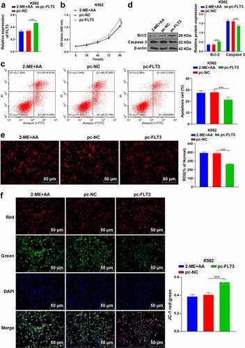 Figure 5. Upregulation of FLT3 partially reverses the promoting effect of 2-ME + AA on apoptosis of K562 cells. 2-ME + AA treated K562 cells were delivered with pcDNA3.1-FLT3, with pcDNA3.1-NC as control. (a) FLT3 expression tested using RT-qPCR. (b) Cell proliferation at different times measured using MTT assay. (c) Cell apoptosis measured using flow cytometry. (d) Protein levels of Bcl-2 and Caspase 3 examined using Western blotting. (e) Content of ROS. (f) Change of MMP. Cell experiment was conducted 3 times independently. Data were described as mean ± standard deviation. Data were analyzed using one-way ANOVA, followed by Tukey’s multiple comparison test, ***p < 0.001. pc-NC: 2-ME + AA + pcDNA3.1-NC; pc-FLT3: 2-ME + AA + pcDNA3.1-FLT3.