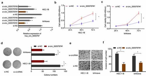 Figure 3. The impact of hsa_circ_0005797 on EC growth and invasion. (a) EC cells transfected with si-NC or si-circ_0005797. (b-d) EC cells viability and colony formation. (e, f) EC cells invasion. *P < 0.05.