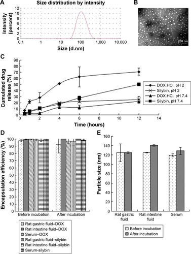 Figure 1 (A) The size distribution and (B) the TEM graph of CA-LP–DOX/SLB. (C) Release of SLB and DOX from CA-LP–DOX/SLB in PBS solution (pH 7.4) containing SDS (3%, w/v) or PBS solution (pH 2.0) containing SDS (3%, w/v; n=3). (D) The variation of EE% before and after incubation in SGF, SIF, or rat serum for 2, 6, or 12 hours, respectively (n=3). (E) The size distribution before and after incubation in SGF, SIF, or rat serum for 2, 6, or 12 hours, respectively (n=3).Abbreviations: CA-LP, DSPE-PEG-cholic acid-modified liposomes; DOX, doxorubicin; EE%, encapsulating efficiency; SGF, simulated gastric fluid; SIF, simulated intestinal fluid; SLB, silybin; TEM, transmission electron microscopy.