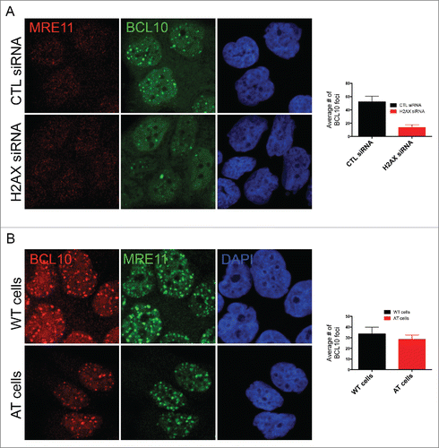 Figure 4. H2AX-dependent but ATM-independent recruitment of BCL10 to the DNA damage sites. (A) Immunodetection of BCL10 and MRE11 in T47D cells transfected with control siRNA (CTL siRNA) or H2AX siRNA (H2AX siRNA) in response to IR (2 Gy). Quantification of the average number of DNA damage-induced BCL10 foci is shown on the right. (B) Immunodetection of BCL10 and MRE11 in ATM proficient (WT) and ATM deficient (AT) cells in response to IR (2 Gy). Quantification of the average number of DNA damage-induced BCL10 foci per cell is shown on the right.