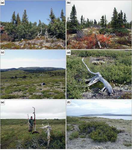 Figure 3. Photographs from the Rivière Boniface area: (a, b) black spruce-lichen woodland with living erect trees developed during the 20th century and dead sub-arborescent trees-krummholz (in the foreground) that lived during the Little Ice Age; (c) wetland spruce environment; (d) stunted spruce that lived during the Little Ice Age; (e) erect spruce trees that lived during the 16th century in contrast with living krummholz in a permafrost peatland; (f) stunted spruce clones with thufurs of Rhododendron subarcticum. Photo credit: S. Payette