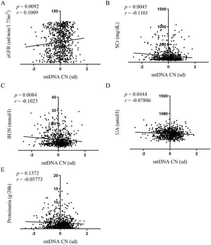 Figure 2. Correlations of mtDNA-CN in peripheral blood with renal function. Association between mtDNA-CN in peripheral blood and eGFR (A), SCr (B), BUN (C), UA (D), and proteinuria (E) were analyzed by Spearman’s rank correlation analysis. N = 664. eGFR: estimated glomerular filtration rate; mtDNA: mitochondrial DNA; CN: copy number. SD (with a mean of 0) as the unit of standardized determination for mtDNA-CN.