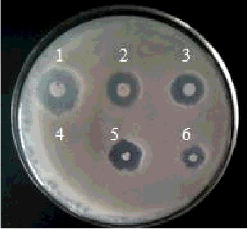 Figure 1. Bacillus subtilis mutants challenged with flat grey mould.