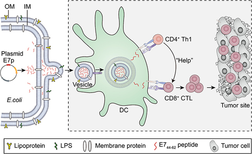 Figure 6 Schematic representation of OMV-induced HPV tumor antigen-specific Th1/CTL responses.