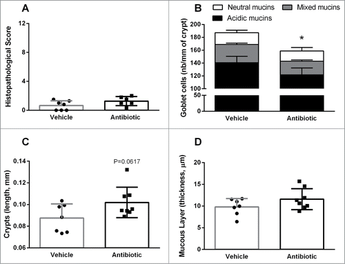 Figure 1. Colonic histopathology in vehicle- and antibiotic-treated mice. (A) Histopathological scores. (B) Goblet cell counts from PAS/AB pH = 2.5 stained-sections. (C) length of colonic crypts. (D) Thickness of the mucus layer, assessed on PAS/AB pH = 2.5 stained-sections. Bars represent the mean ± SEM, symbols represent individual animals. n = 7–8 per group, *: P < 0.05 vs. vehicle.