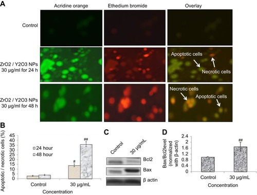 Figure 9 (A) Image of HaCaT cells presenting viable and apoptotic cells. (B) Percentage of apoptotic/necrotic cells treated to yttria-stabilized zirconia nanoparticles (30 µg/mL) for 24 and 48 hrs. (C) Expression of pro- and anti-apoptotic proteins as evaluated by immuno blotting for 48 hrs. (D) Densitometric analysis of relative protein level of Bax/Bcl2 ratio. Each value represents the mean ± SE of three experiments. n=3, #p<0.05 and ##p<0.01 vs control.