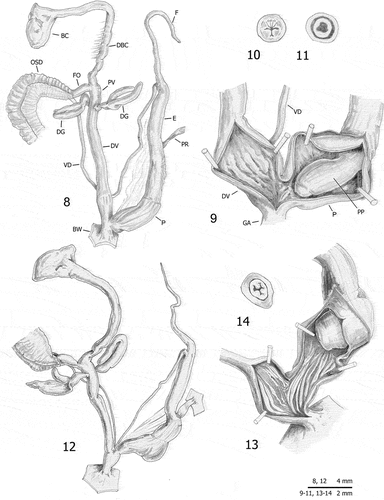 Figures 8–14. Distal genitalia (8, 12), internal structure of distal genitalia (9, 13), transverse sections of medial epiphallus (10) and apical penial papilla (11, 14) of Monacha atacis from France: Carcassonne (FGC 35773) (8–11) and Lapradelle (DCBC & MNHW-F.18.27; FGC 51247) (12–14).