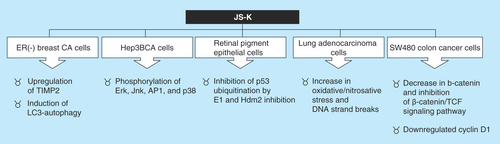 Figure 4.  JS-K has a wide array of antitumor properties.