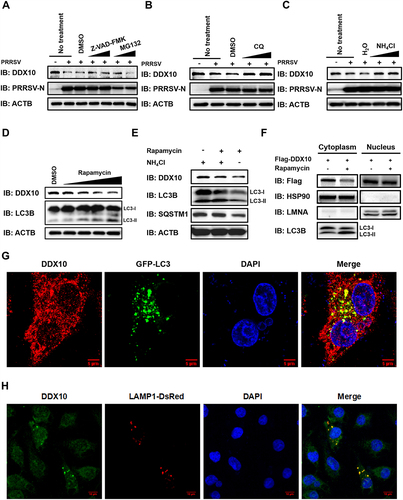 Figure 5. PRRSV degrades DDX10 via the autophagy pathway. (A–C) iPAMs were infected with PRRSV (MOI = 0.5) and then treated with Z-VAD-FMK (10 µM), MG132 (10 µM) (A), CQ (20 µM) (B), or NH4Cl (10 mM) (C). At 24 hpi, the cells were harvested for western blotting to detect DDX10 protein expression. (D) iPAMs were treated with various doses of rapamycin (2.5, 5, 10, or 20 µM) for 12 h and then harvested for western blotting. (E) iPAMs were mock-treated or treated with rapamycin (10 µM), together with H2O or NH4Cl (10 mM) for 12 h. Cell lysates were used for western blotting. (F) iPAMs transfected with pCAGGS-Flag-DDX10 were mock-treated or treated with rapamycin (10 µM) for 12 h, and then the cells were harvested and subjected to a nuclear and cytosolic fractionation assay. (G–H) iPAMs were transfected with GFP-LC3 expression plasmid (G) or LAMP1-DsRed expression plasmid (H) for 30 h and then infected with PRRSV (MOI = 0.5). At 24 hpi, cells were fixed for IFA to detect the endogenous DDX10 using anti-DDX10 antibody. Nuclei were counterstained with DAPI. Fluorescent images were acquired with a confocal laser scanning microscope (Fluoviewver.3.1; Olympus, Japan).