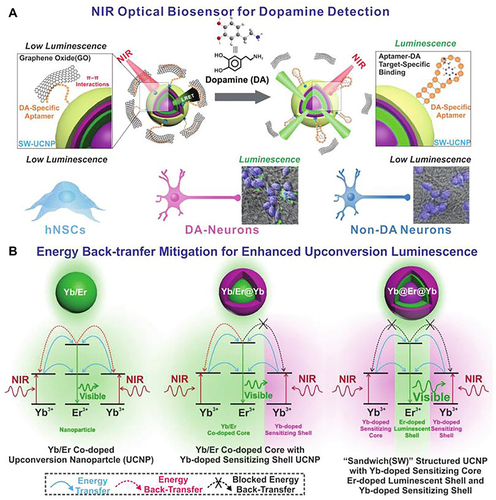 Figure 5 Schematic diagram of “sandwich” structure biosensor that based on UCNPs and the application of detecting dopamine in neural differentiation of stem cells (A), and the comparing energy migration mechanism of Yb/Er codoped UCNPs, Yb/Er@Yb “active-shell” UCNPs and novel Yb@Er@Yb “sandwich” UCNPs (B).