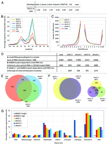 Figure 6. RdDM mutants show similar trends to the nrpe mutant of suppression of SINE-annotated siRNA-generating clusters. (A) Reduction of 24 nt small RNAs in RdDM mutant libraries. Shown for control [“Wt (T+S)”] and RdDM mutant libraries (drd1–1, drm3–1, rdm1–4 and dms4–1) are the 24 nt to 21 nt ratios of genome-matched small RNAs abundance (excluding structural RNAs). (B) Small RNA size profiles in control and RdDM mutant libraries. For each size class of small RNAs, the percentage of the small RNA abundance (excluding structural RNA) to the abundance of total genome-matched reads was calculated and normalized to the abundance of the 21 nt of wild-type libraries. (C) Number of clusters impacted in the RdDM mutants by the fold differences of small RNA abundance between control and RdDM mutant libraries. For each cluster, the fold difference of hit-normalized small RNA abundance between the control and RdDM libraries are calculated and rounded. Total numbers of clusters were tallied by the fold differences and plotted as data in Y-axis for each RdDM mutant library. These data and in particular the category of ≥ 10 is analogous to Figure 1C. (D) Pairwise comparison of RNAP V and RdDM effector-dependent. Numbers of clusters were calculated based on different criteria in nrpe, drd1–1, dms3–1, rdm1–4, dms4–1 libraries. Number of small RNA-generating clusters (criteria A) and RdDM effector-dependent, small RNA-generating clusters (criteria B) are shown for each RdDM mutant library. Pairwise comparison of nrpe vs. RdDM libraries (criteria C) shows the number of clusters which small RNA abundance is both greatly reduced in nrpe and RdDM mutant such as drd1- 1, i.e., RNAP V- and DRD1-dependent small RNA-generating clusters. (E and F) Area-proportional Venn diagrams show the number of small RNA-generating clusters which are suppressed in nrpe, dms4–1, and dms3–1 (E) and drd1–1, dms3–1, and rdm1–4 (F, left). The number of each sector in the Venn diagram in (f) is also shown in a representative Venn diagram (F, right). (G) Classes of repetitive sequences represented in RdDM effector-dependent small RNA-generating clusters. RNAP V-dependent (RNAP V-dpt) and RNAP V-independent (RNAP V-indpt) clusters are defined as described in the Figure 1 legend. RdDM effector-dependent clusters were selected with criteria B as described above. Repetitive sequences were identified by the TAIR9 repeat annotation. Proportion of repeat-annotated clusters to total number of RdDM-dependent loci for each control-RdDM mutant pair is shown on the y-axis (percentage).