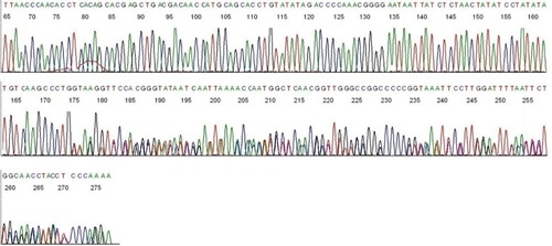 Figure 1 Base-calling electropherogram of borrelial 16S rRNA gene sequencing, using M2 as the sequencing primer.